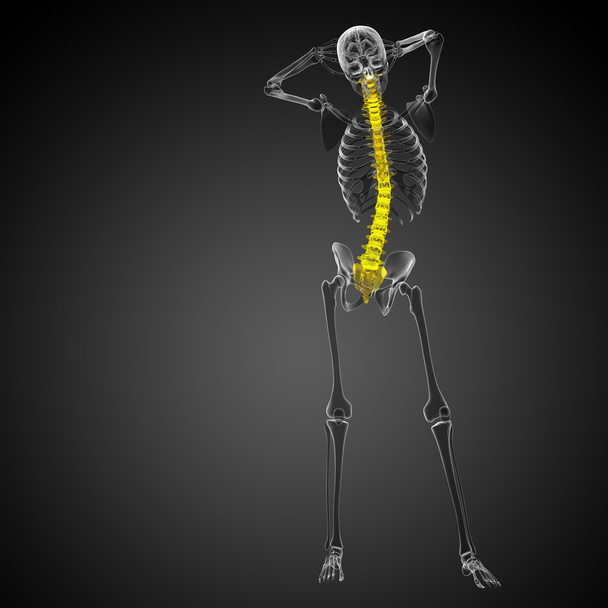 3D рендеринг медицинской иллюстрации позвоночника человека
  - Фото, изображение