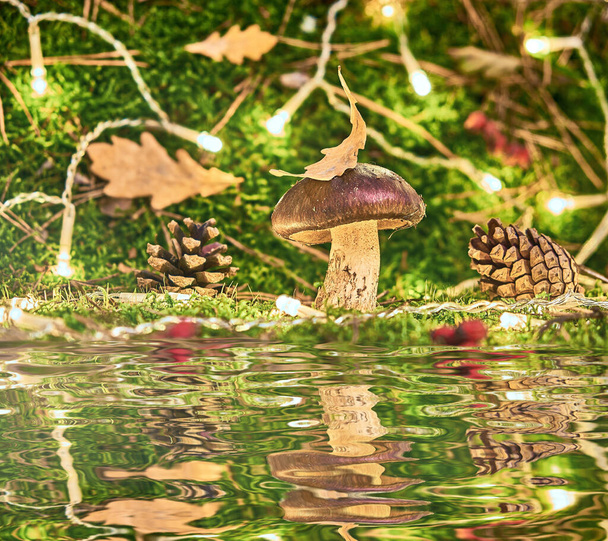 A brown Suillus mushroom in the forest, located among green moss and illuminated by a garland light and reflected in the water. A magical forest moment, calm and exciting. - Photo, Image