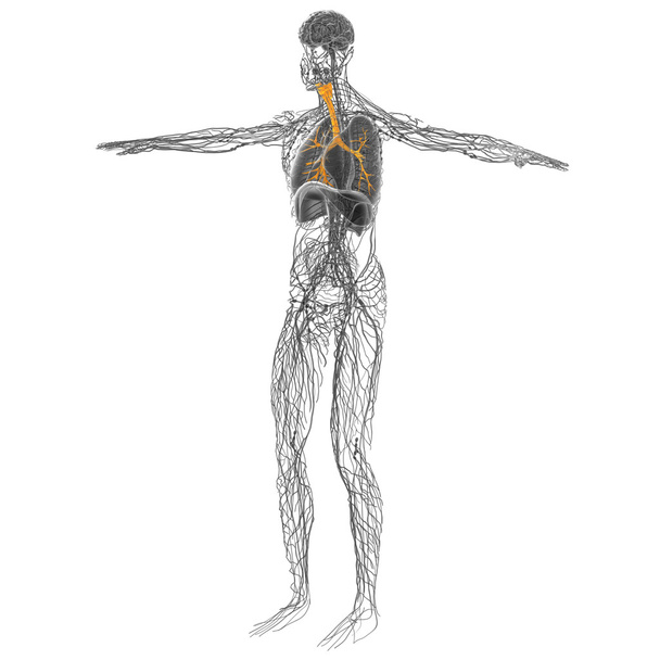3D lékařské ilustrace mužských průdušek  - Fotografie, Obrázek