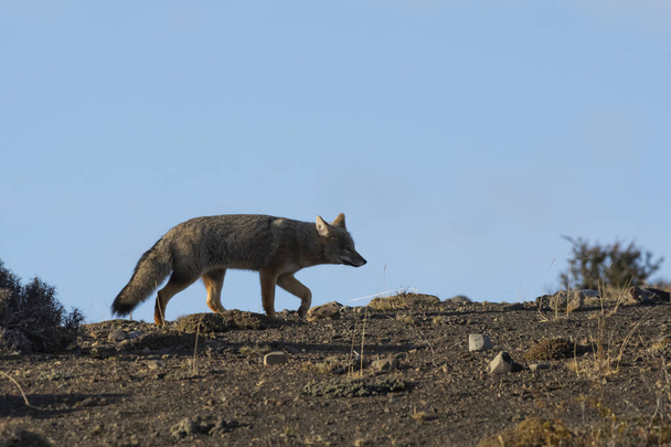 Patagonia Grey Fox, Pseudalopex griseus, Parco Nazionale Torres del Paine, Cile - Foto, immagini