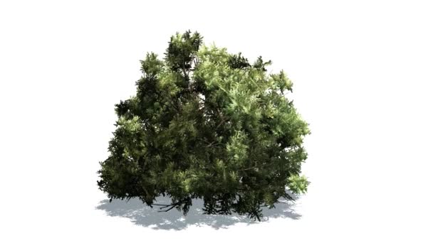 Boxwood verde no vento médio
 - Filmagem, Vídeo