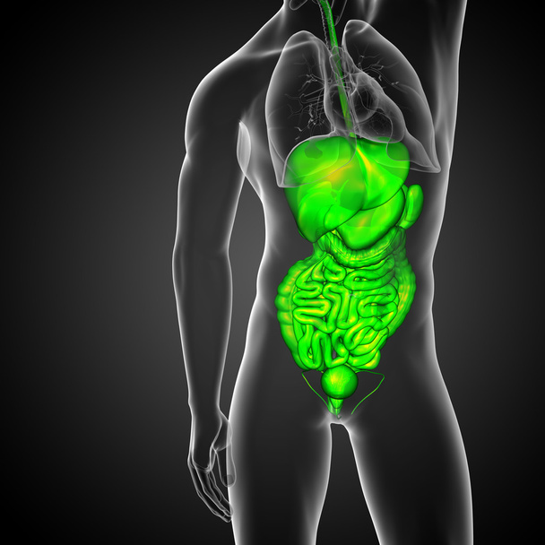 3d rendere illustrazione medica del sistema digestivo umano  - Foto, immagini