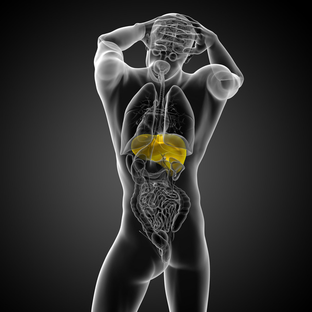 肝臓の 3 d レンダリングの医療イラスト - 写真・画像