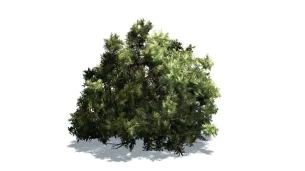Boxwood verde en fuerte viento
 - Imágenes, Vídeo