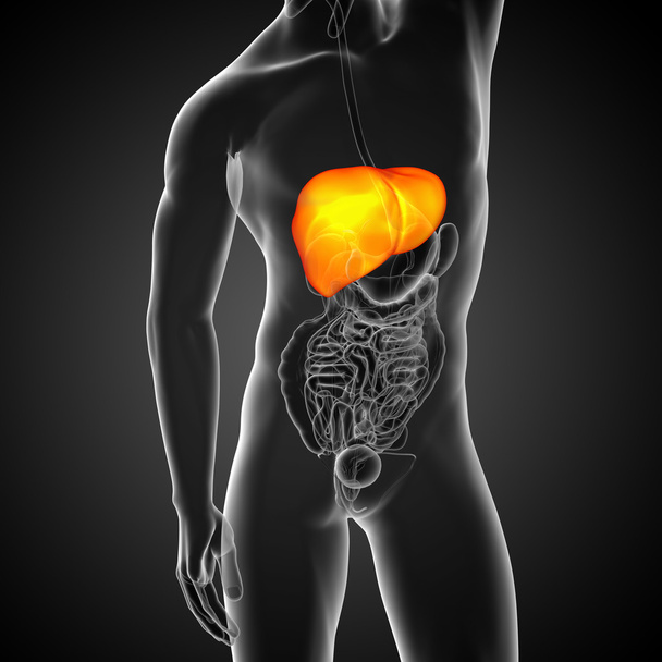 3d візуалізація медичної ілюстрації печінки
  - Фото, зображення