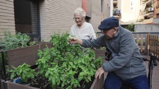 Vídeo de duas pessoas idosas organizando plantas à base de plantas de um jardim urbano em um lar de idosos - Filmagem, Vídeo