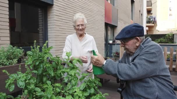 Videó két idős emberről, akik növényeket locsolnak egy városi kertben a geriátrián - Felvétel, videó