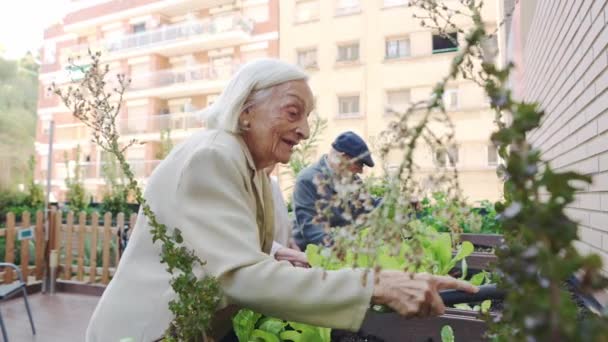 Видео счастливых пожилых людей, сеющих семена в саду на террасе дома престарелых - Кадры, видео