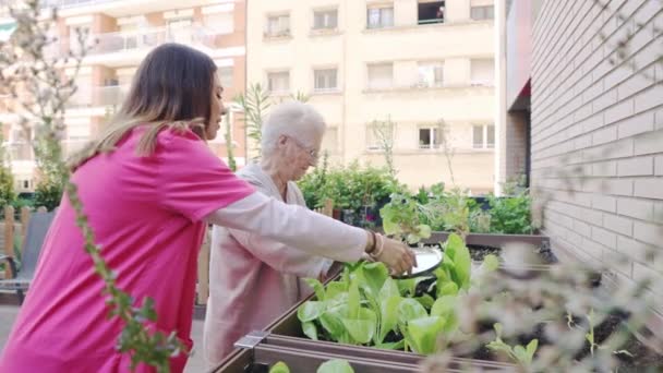 Vidéo d'une infirmière et d'aînés plantant et arrosant dans un jardin urbain en gériatrie - Séquence, vidéo
