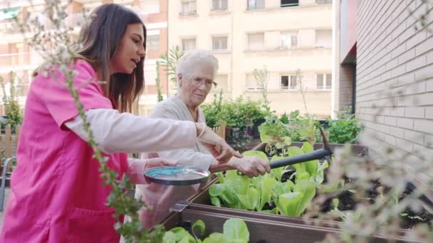Video de una enfermera y una anciana colocando fertilizante en las plantas en un hogar de ancianos - Metraje, vídeo