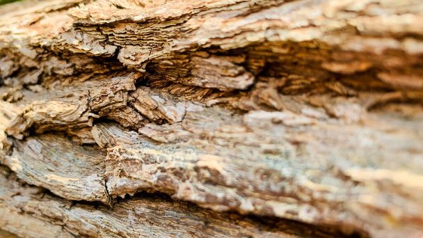 Padrão de casca é textura perfeita da árvore. Para o trabalho de madeira de fundo, casca de madeira dura marrom, madeira de casca grossa, madeira de casa residencial. natureza, tronco, árvore, latido, madeira, tronco, árvore, tronco - Foto, Imagem