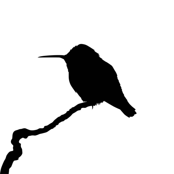 Tüneyen Sinekkuşu Silueti, Sanat Illustration, Web sitesi, Logo Gram, Pictogram veya Grafik Tasarım Elementi 'ni kullanabilir. Vektör İllüstrasyonu - Vektör, Görsel