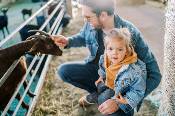 La petite fille s'assoit sur le genou de son père accroupi caressant une chèvre dans un enclos et lève les yeux. Photo de haute qualité - Photo, image