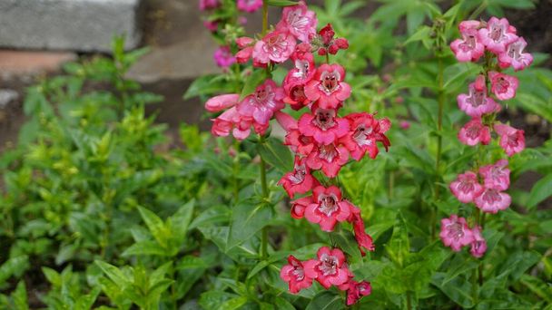 Landscape of Beautiful colourful flowers from plant Penstemon hartwegii also known as Hartwegs beardtongue. This species is native to Mexico. - Photo, Image