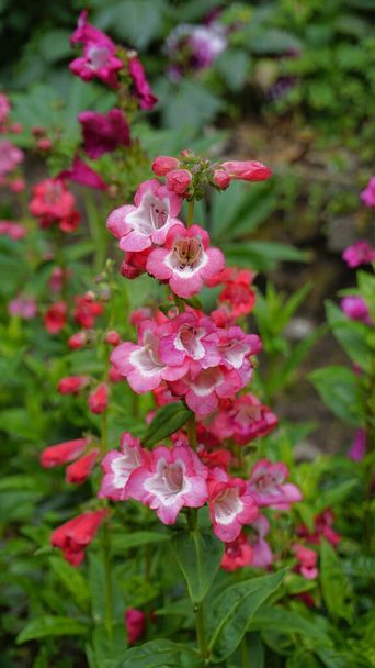 Portrait of Beautiful colourful flowers from plant Penstemon hartwegii also known as Hartwegs beardtongue. This species is native to Mexico. - Photo, Image