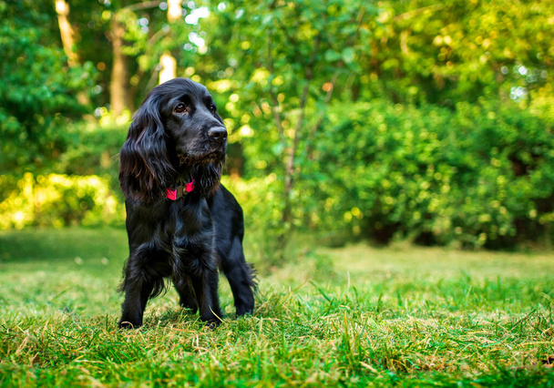 Un chiot d'épagneul cocker anglais noir se dresse sur le fond d'un parc verdoyant. Le chien regarde attentivement et prudemment sur le côté. Le chien a un collier. La photo est floue. Photo de haute qualité - Photo, image