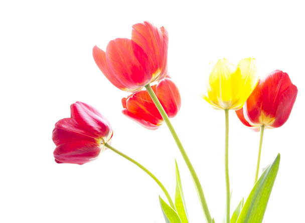 Red and yellow tulips - Foto, Imagem