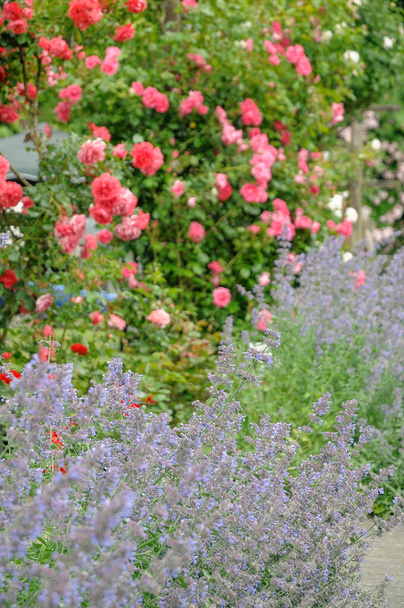 beautifull roses in a german garden - Photo, image