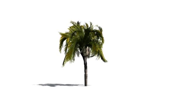 Královna Palm v bouři - Záběry, video