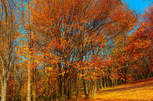 Serene Ormanında Sonbahar Yaprağı. Sonbahar Ormanında Altın Saat - Fotoğraf, Görsel