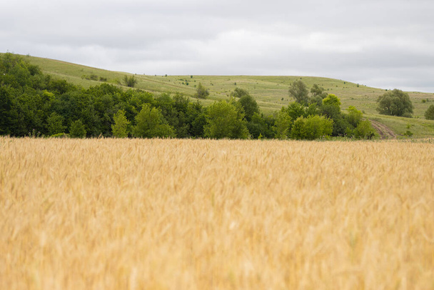 バックグラウンドに木が付いた小麦の畑 - 写真・画像