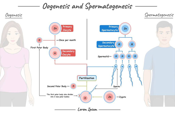ilustração da Oogênese e espermatogênese em homens e mulheres. as diferenças, como eles funcionam, e explicações. Biologia da anatomia humana - Vetor, Imagem
