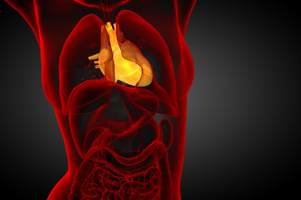 人間の心の 3 d レンダリングされた医療イラスト - 写真・画像