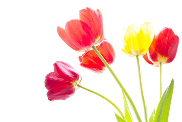 Red and yellow tulips - Foto, immagini