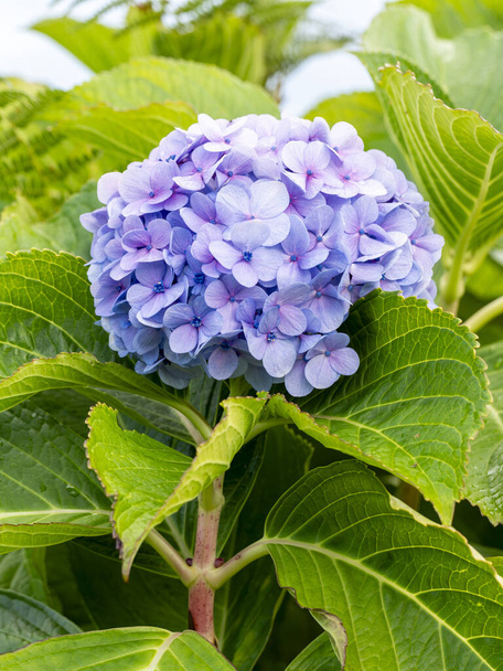yksityiskohtaiset tiedot sinisistä Hydrangea- tai hortensia-kukista (Hydrangea Macrophylla), joiden tausta on hämärtynyt - Valokuva, kuva