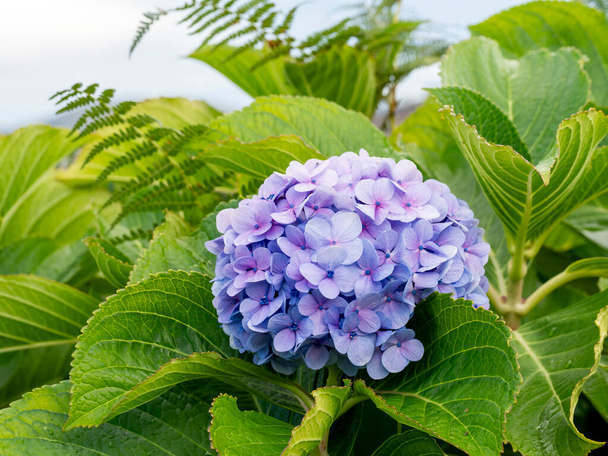 detail of a blue Hydrangea or hortensia flowers (Hydrangea Macrophylla) with blurred background - Photo, Image