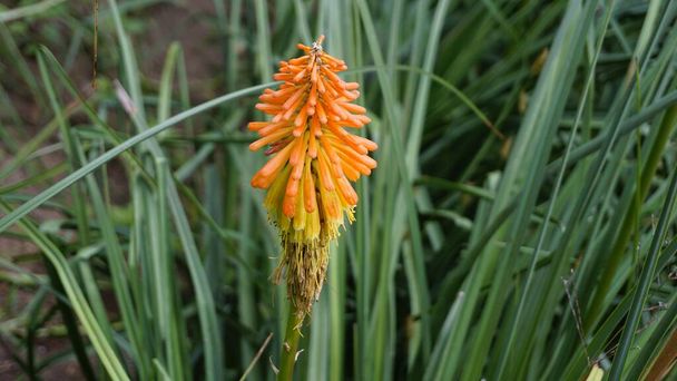 Closeup of flowers of Kniphofia linearifolia also known as Common red hot poker, Candy Corn Flower - Photo, Image