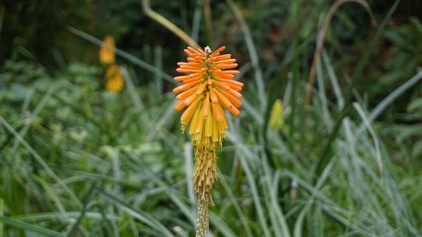 Closeup of flowers of Kniphofia linearifolia also known as Common red hot poker, Candy Corn Flower - Photo, Image