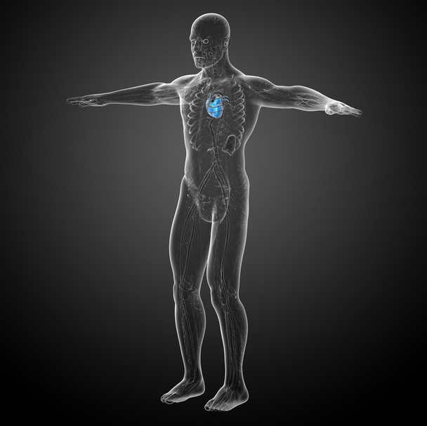 3D gesmolten medische illustratie van een menselijk hart - Foto, afbeelding