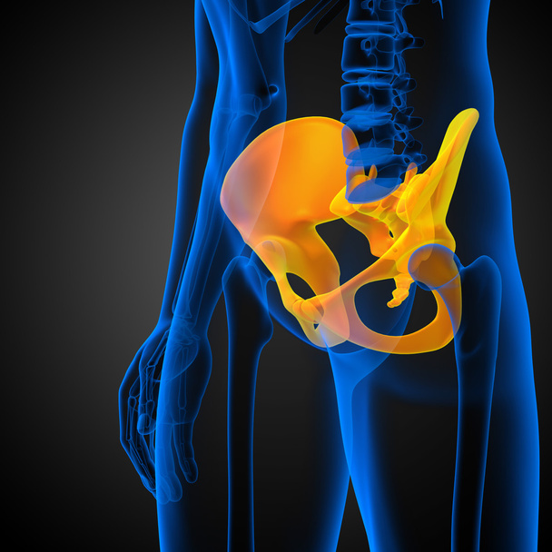 3D medizinische Illustration des Hüftknochens - Foto, Bild