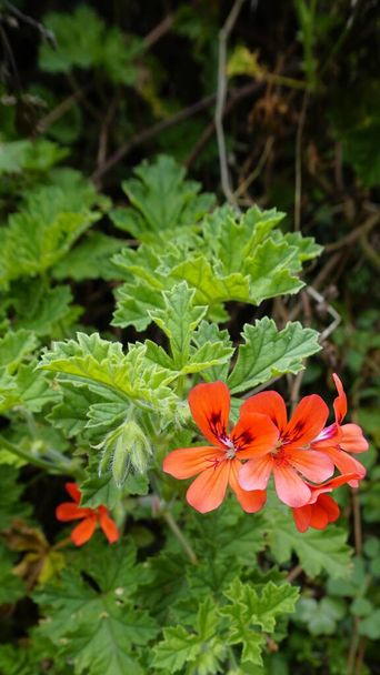 zbliżenie czerwony kolor kwiaty Pelargonium panduriforme znany również jako Oakleaf ogród geranium - Zdjęcie, obraz