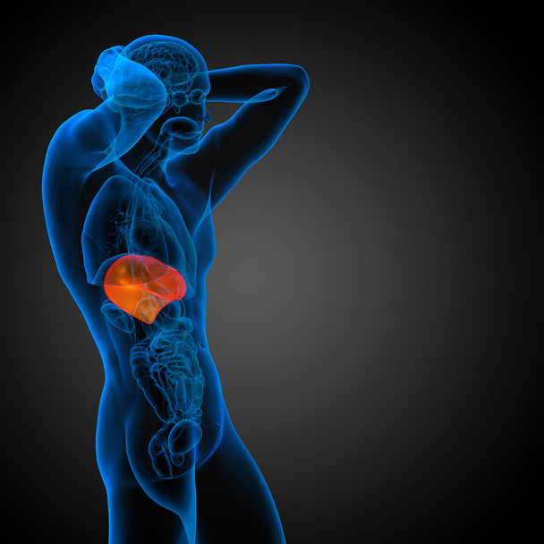 肝臓の 3 d レンダリングの医療イラスト  - 写真・画像
