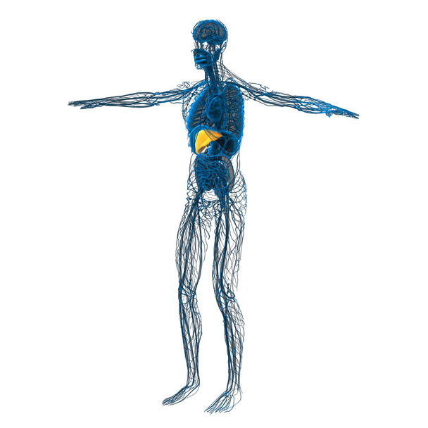 3D render medische illustratie van de lever  - Foto, afbeelding
