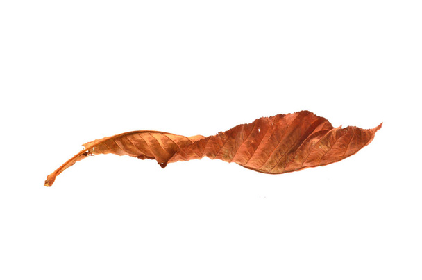 сухой лист на белом фоне - Фото, изображение
