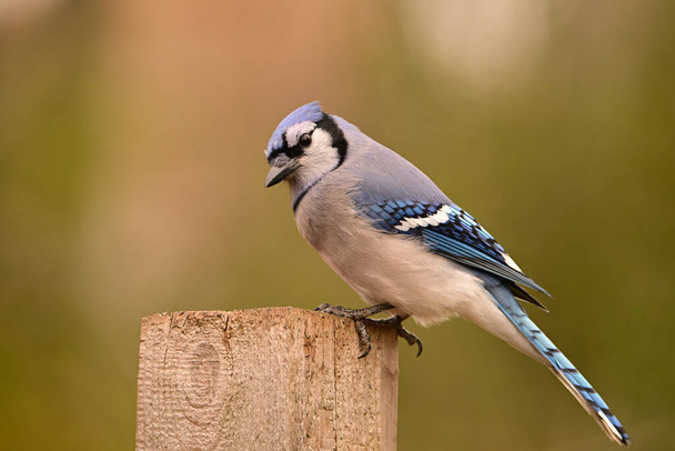 Retrato de un pájaro Jay azul de cerca sentado en un poste de valla - Foto, Imagen