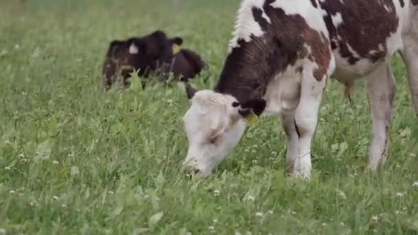 Uprostřed pulzující zeleně na poli, bílé tele s černými znaky vychutnává trávu, jako několik dalších krav lenošit v pozadí. Tele je označeno výraznou žlutou ušní značkou. přiblížit - Záběry, video