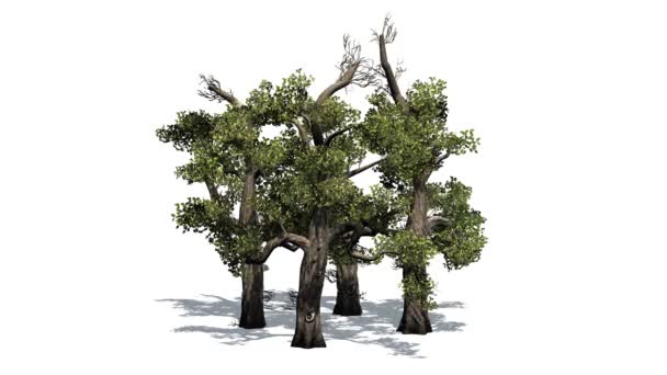 Honing bomen Cluster - Video