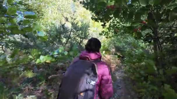 senderista mujer caminando por sendero en el bosque, la naturaleza - Metraje, vídeo