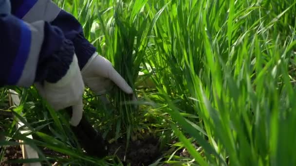agriculteur travaillant sur la terre avec une petite plante verte - Séquence, vidéo