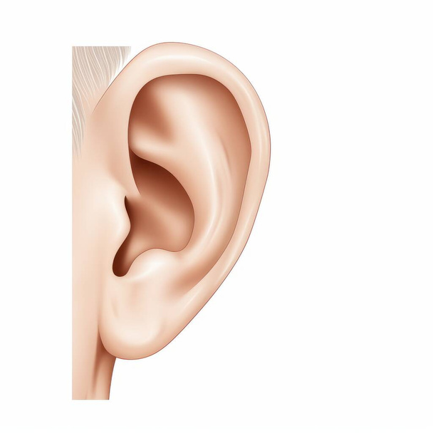 oreja femenina con pelo blanco y rosa sobre fondo blanco. ilustración vectorial realista. - Vector, Imagen