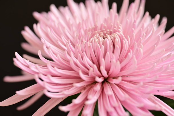 mooie chrysant bloem, close-up uitzicht - Foto, afbeelding