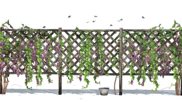 Fence with vine tendrils - Footage, Video