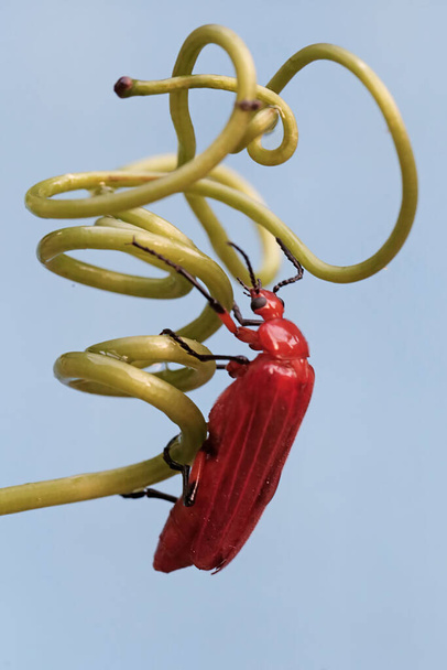 Рудий кардинальний жук шукає їжу на вусиках лози. Ця красива кольорова комаха має наукову назву Pyrochroa Serraticornis. - Фото, зображення
