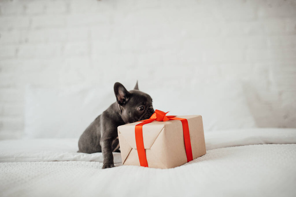 Roztomilý mladý francouzský buldok štěně s modrýma očima s vánoční dárek v vánoční nastavení. Happy stylový rozkošný mazlíček pejsek slaví Nový rok zimní dovolenou doma - Fotografie, Obrázek