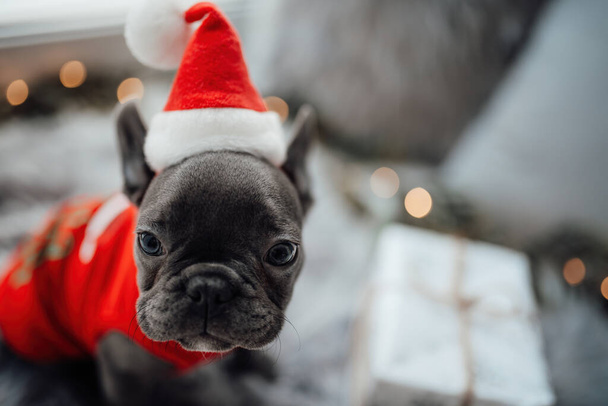 Lindo joven bulldog francés cachorro con ojos azules pasar tiempo en casa vacaciones ajuste de Navidad. Feliz elegante mascota perrito vestido ropa de Navidad celebrando las vacaciones de invierno de Año Nuevo - Foto, Imagen