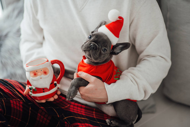Χαριτωμένο νεαρό γαλλικό μπουλντόγκ κουτάβι με μπλε μάτια ξοδεύουν χρόνο στα χέρια με τον ιδιοκτήτη στο σπίτι διακοπές Χριστούγεννα ρύθμιση. Ευτυχισμένο το κομψό κατοικίδιο ζώο σκυλάκι ντυμένο Χριστούγεννα ρούχα γιορτάζει το νέο έτος χειμερινές διακοπές - Φωτογραφία, εικόνα